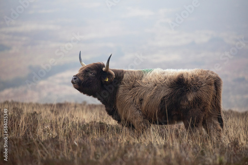 Fotografie Highland cattle cow  with large horns on barren moorland