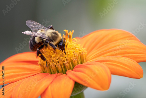Bumble Bee feeding on nectar of large orange flower