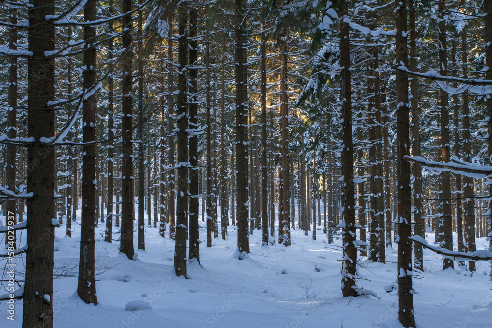 Woods in winter.