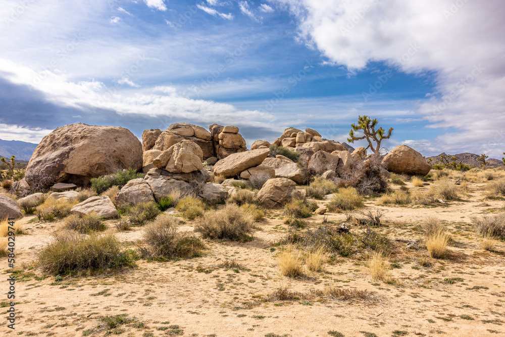 Fototapeta premium Joshua trees in arid landscape at Joshua Tree National Park in California.