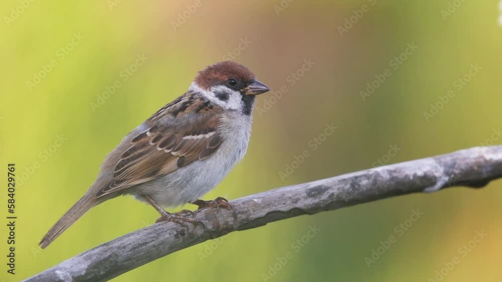 sparrow sitting on a branch on a spring morning sparrow sitting on a branch on a spring morning