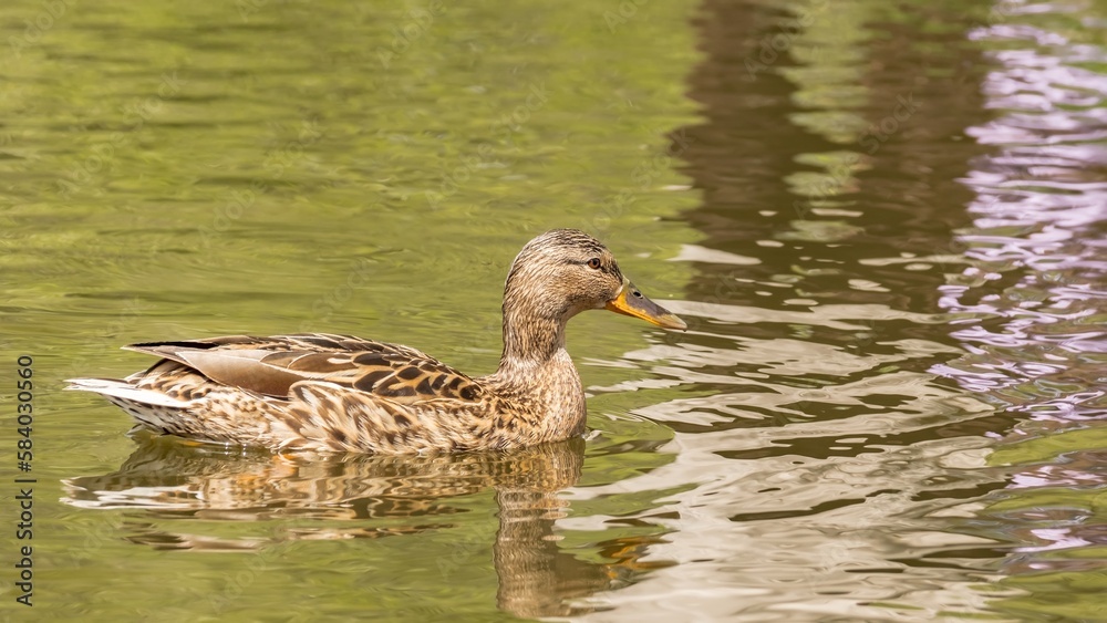 Beautiful colorful Mallard wild duck (Anas platyrhynchos, Anatidae) Male waterbird with glossy green head and yellow bill in waters of lake. Natural scene, wildlife. Beautiful colorful Mallard wild duck (Anas platyrhynchos, Anatidae) Male waterbird with glossy green head and yellow bill in waters of lake. Natural scene, wildlife.