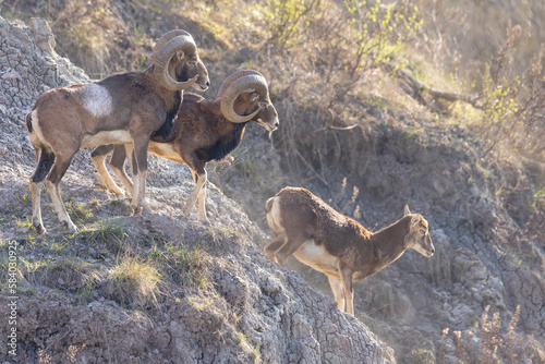 Canvas Print The European mouflon (Ovis aries musimon) in the Wild.
