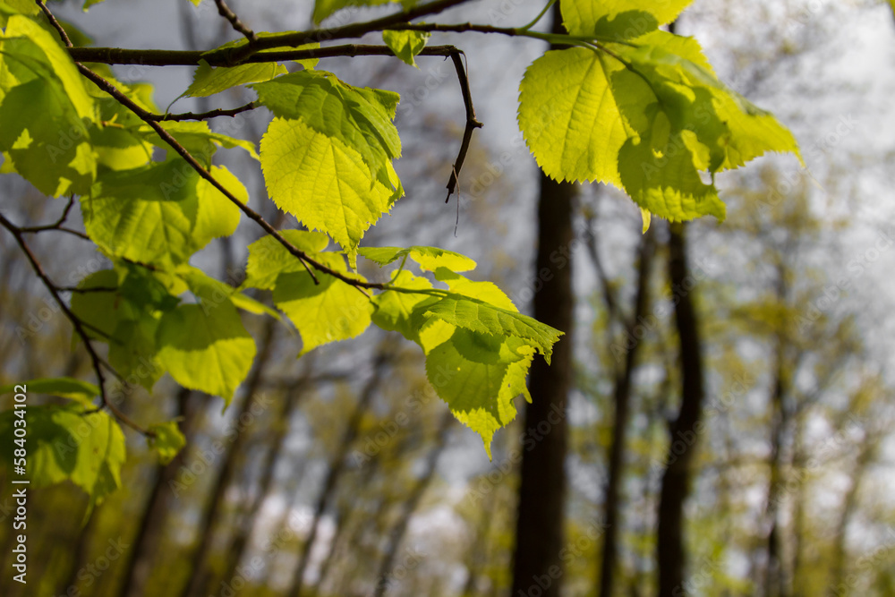 Detail of leaves. Detail of leaves.