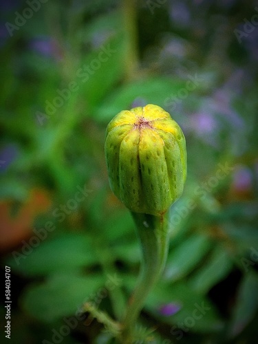poppy seed pod