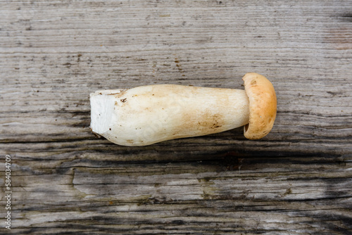 Freshly picked porcini mushroom on a rustic wooden table. Top view