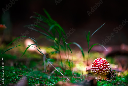 Amanita muscaria.