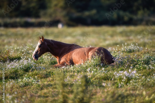 A horse resting in the green pastures in one of the beautiful stables photo