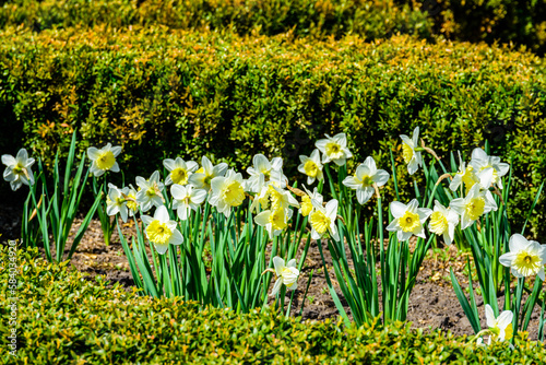 Fototapeta Naklejka Na Ścianę i Meble -  Yellow narcissus in the garden on spring