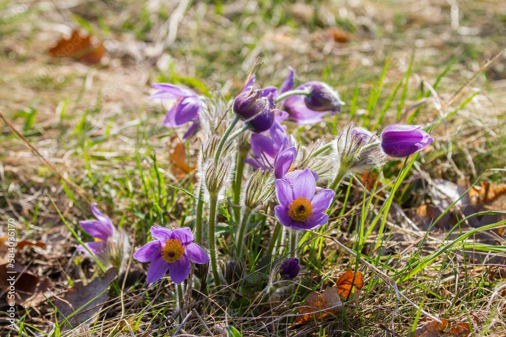 Pulsatilla pratensis. Pulsatilla pratensis.