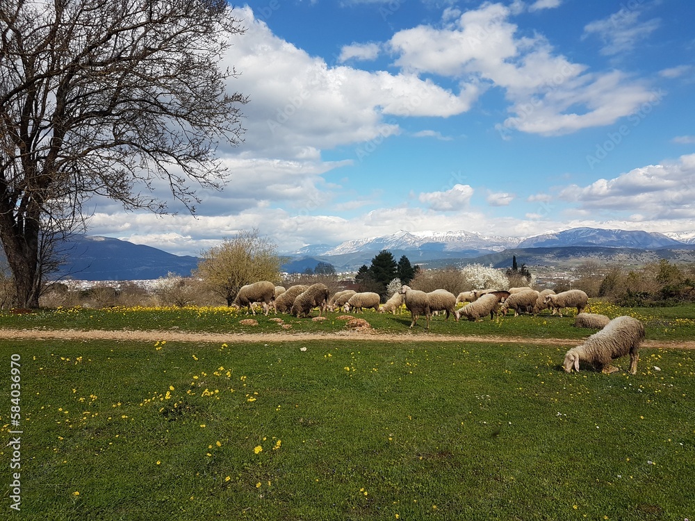 Fototapeta premium sheeps on meadow in spring season green grass in ioannina greece