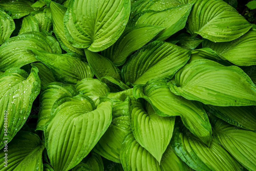 Hosta Hosta