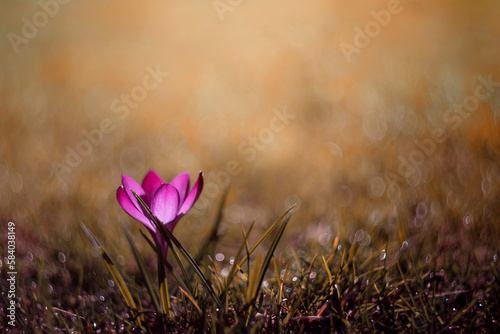 Malinowe płatki wiosennego krokusa. Kwiaty na trawniku. Krokusy, różowe wiosenne kwiaty na łące z kwitnącymi krokusami w słoneczny dzień