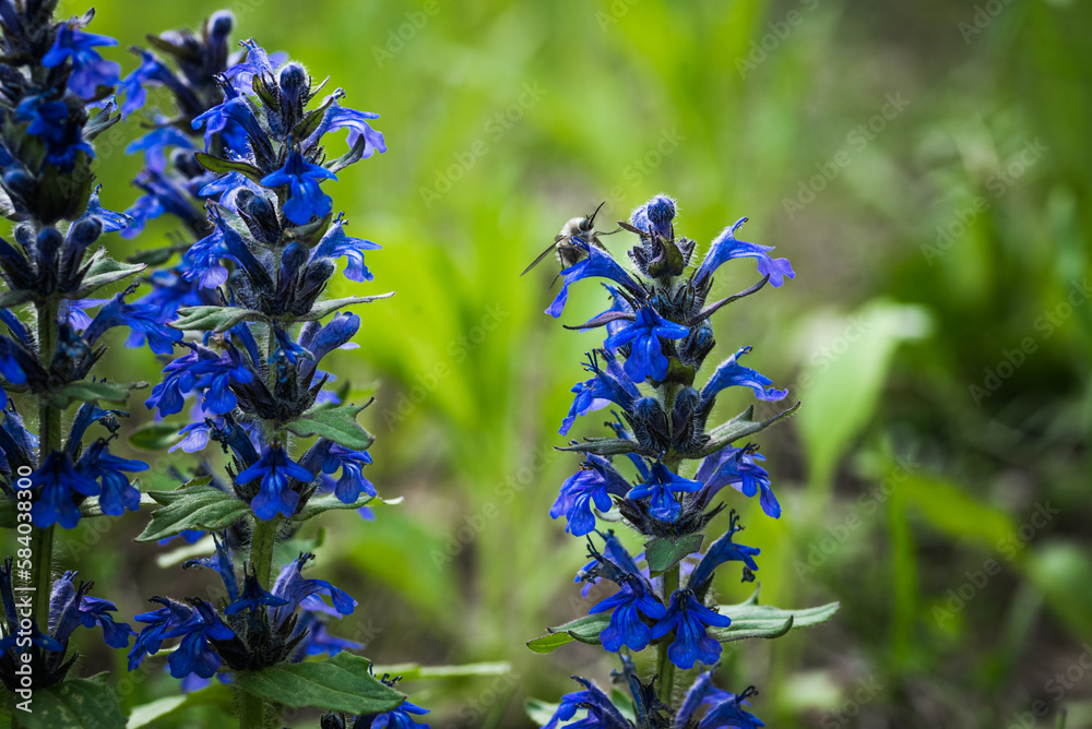 Zdjęcie Stock Ajuga reptans is commonly known as bugle, blue bugle