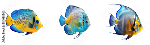 Collection of colorful fish on a transparent or white background © GHart