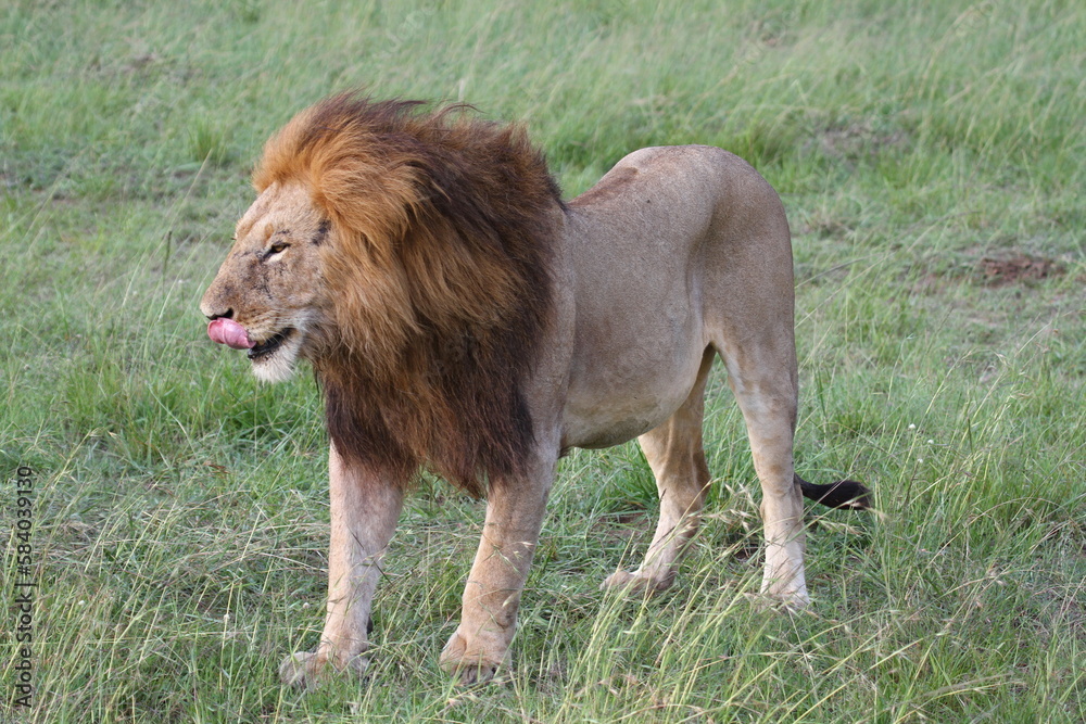 Close-up of a lion standig on green grass Close-up of a lion standig on green grass