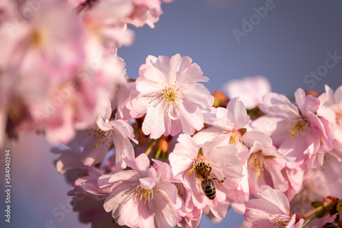 Bee on flower. European honey bee on pink fowers. One Apis mellifera on cherry blossoms in spring.