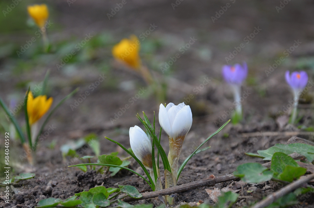 Colorful crocuses in the beginning of blooming season in early springtime . Spring awakening of nature concept.