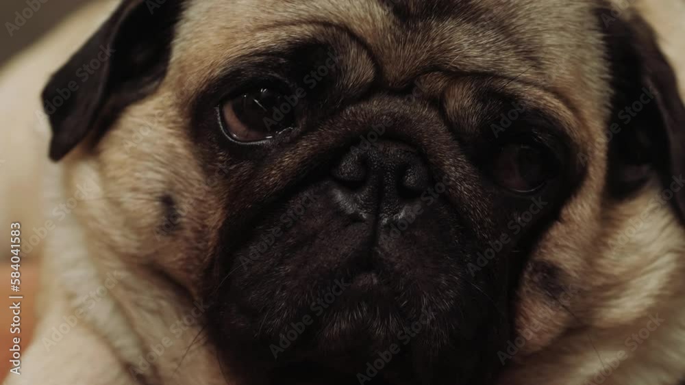 French Bulldog's muzzle. Animal in the nursery. Small dog pet funny muzzle. French Bulldog's muzzle. Animal in the nursery. Small dog pet funny muzzle.