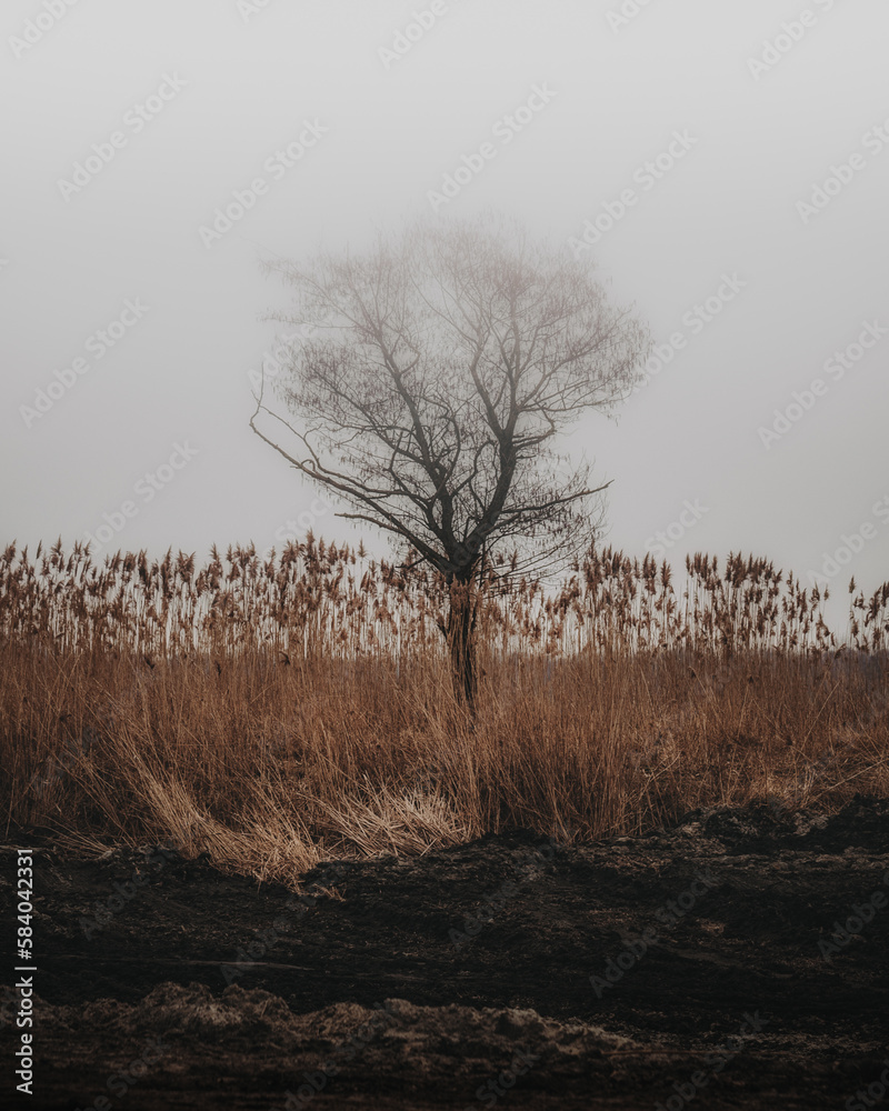 mystical tree in the mist among the reeds (selective focus) mystical tree in the mist among the reeds (selective focus)