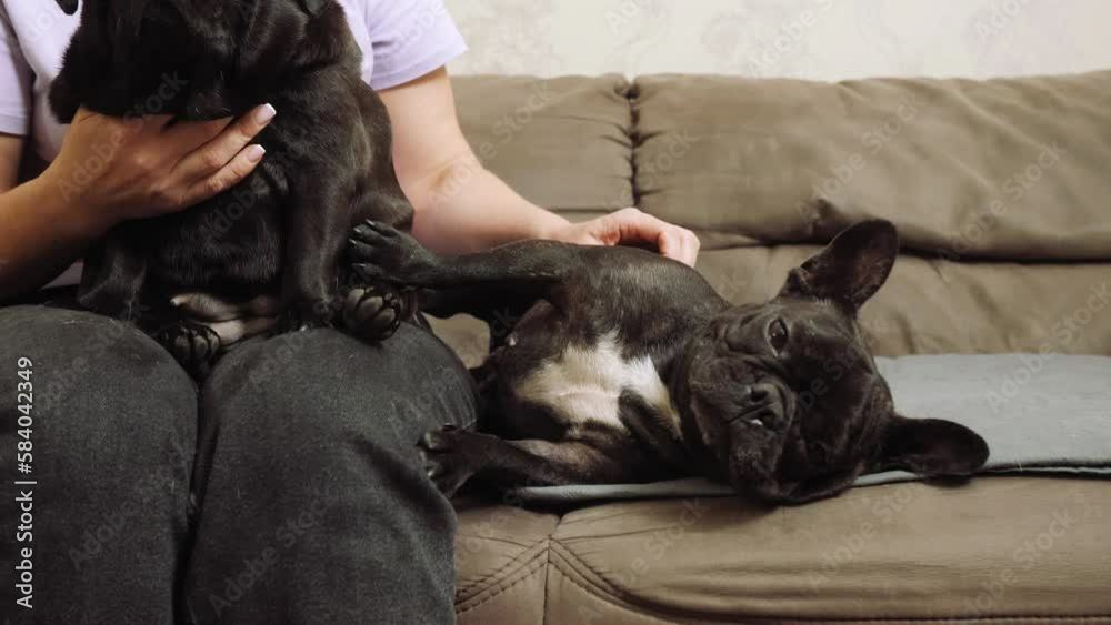 Woman and a dogs. French Bulldogs. The dog is resting on a soft, stylish sofa at home in the living room. Dog is sitting, small dog pet funny muzzle. Cute thoroughbred animal home. Woman and a dogs. French Bulldogs. The dog is resting on a soft, stylish sofa at home in the living room. Dog is sitting, small dog pet funny muzzle. Cute thoroughbred animal home.