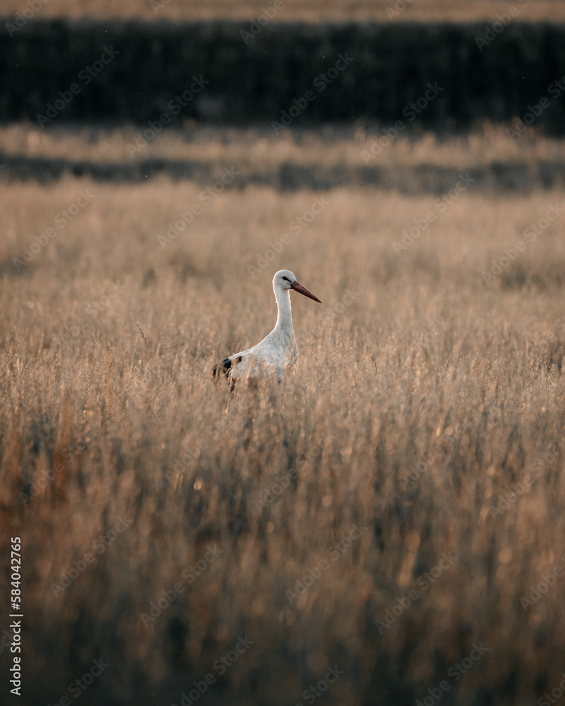 Obraz premium stork looking sideways in the middle of a field