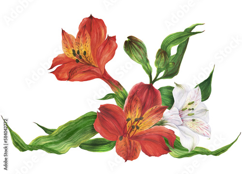 Vignette of red and white alstroemeria lilies. Romantic composition for weddings and Valentines Day. Watercolor illustration, frame for congratulations and invitations