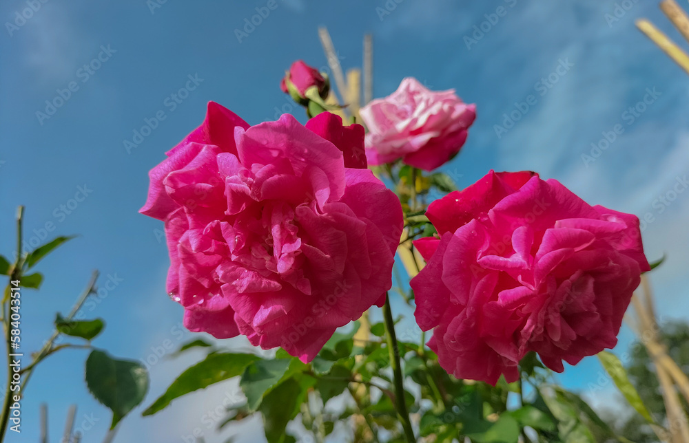 Fototapeta premium Pink rose flower close up on a bush. Selective focus. 