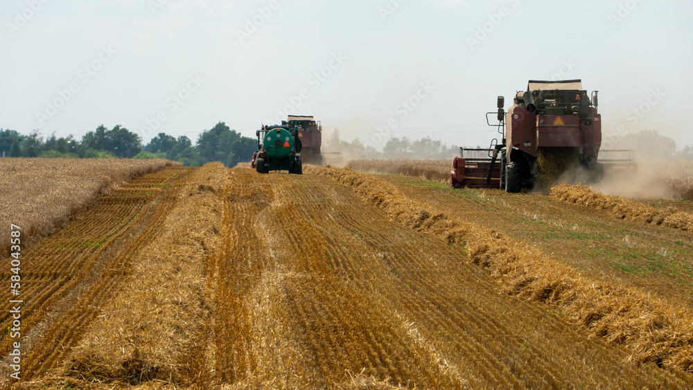 Obraz premium A combine harvester is working in a wheat field. Seasonal wheat harvest. Agricultural industry. Cleaning and harvesting of silage. The process of harvesting from the fields. equipment in the field.