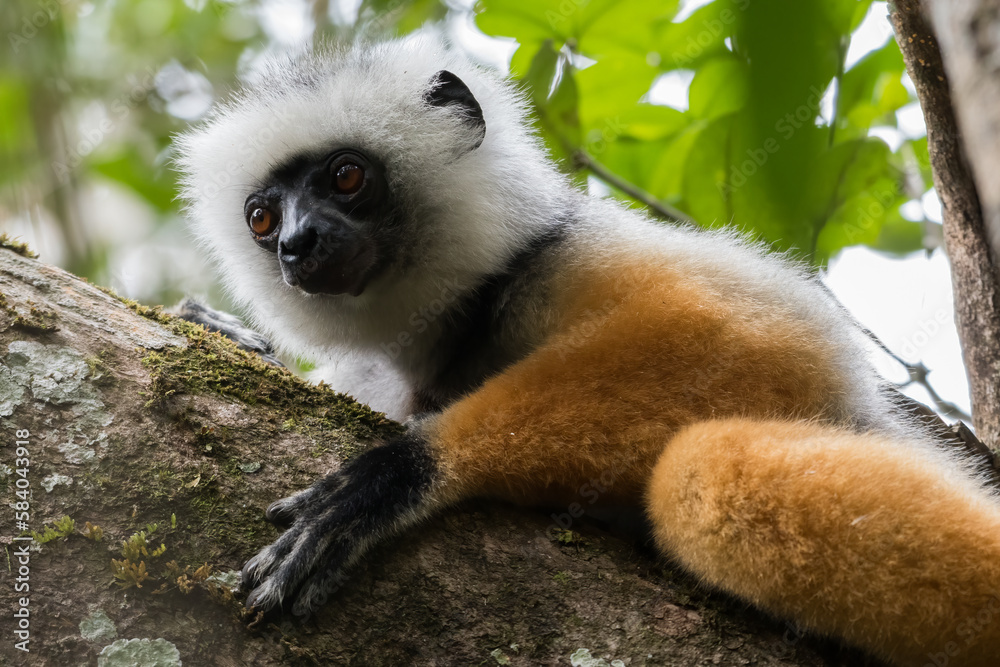 Obraz premium The Diademed Sifaka (Propithecus diadema) in Andasibe-Mantadia National Park, Madagascar Wildlife, Africa.