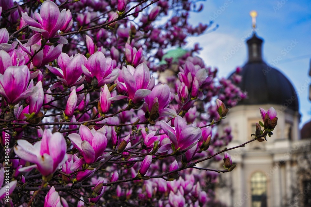 Fototapeta premium Spring with magnolia tree in the city
