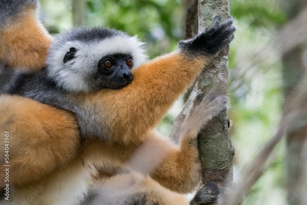Naklejka premium The Diademed Sifaka (Propithecus diadema) in Andasibe-Mantadia National Park, Madagascar Wildlife, Africa.