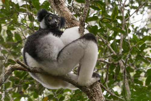 The Indri  Indri indri  in the rainforest of Andasibe-Mantadia National Park  Madagascar Wildlife  Africa.