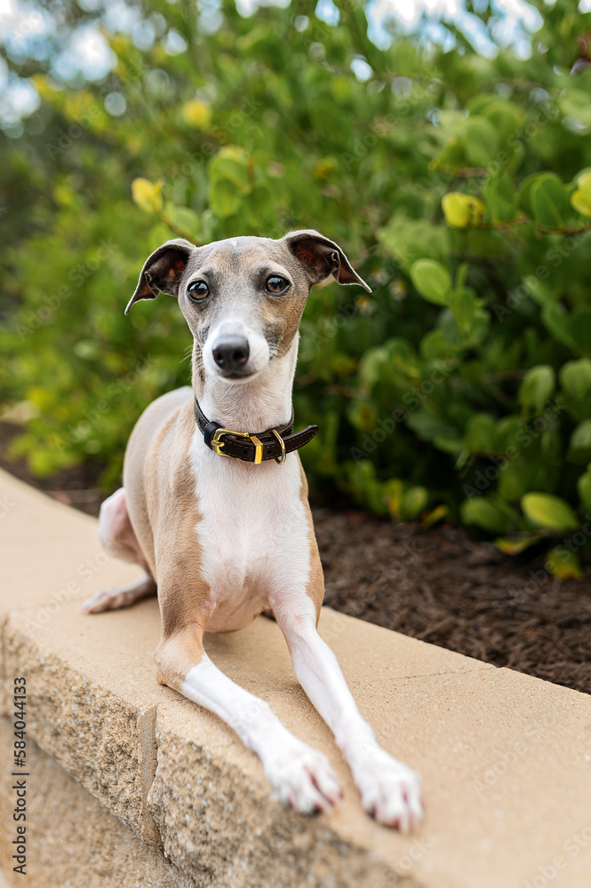 One italian greyhound dog wearing a collar looking at the camera at the park during the day