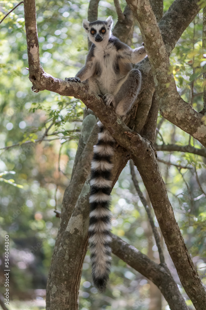Fototapeta premium The Ring-tailed lemur (Lemur catta) in Isalo Nationaal Park, Madagascar Wildlife, Africa.