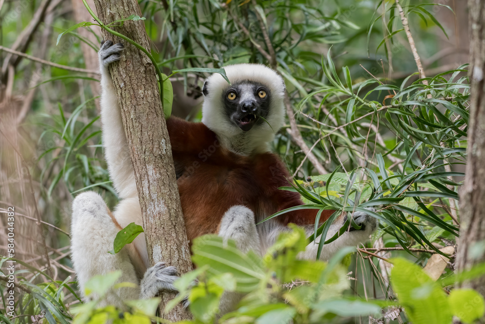 Obraz premium Coquerel's sifaka (Propithecus coquereli) close to Andasibe Mantadia National Park, Madagascar Wildlife, Africa.