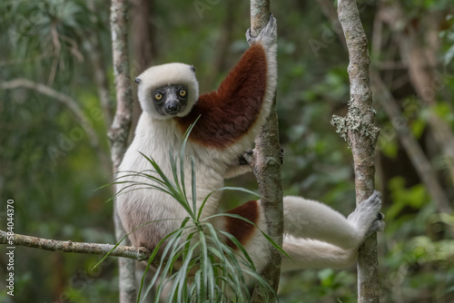 Coquerel's sifaka (Propithecus coquereli) close to Andasibe Mantadia National Park, Madagascar Wildlife, Africa. photo