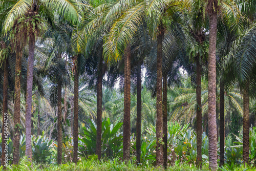 palms in a palm oil plantation