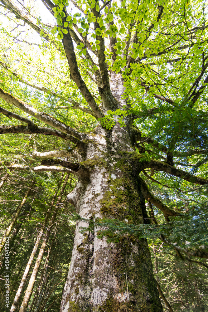 Natural Park of Ordesa and Monte Perdido,