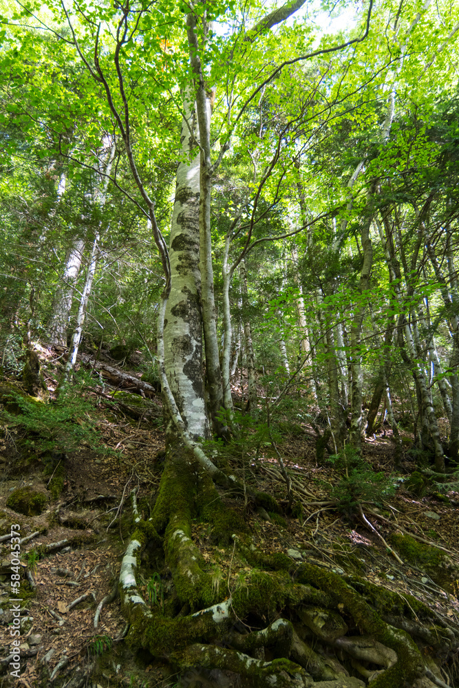 Natural Park of Ordesa and Monte Perdido, Natural Park of Ordesa and Monte Perdido,