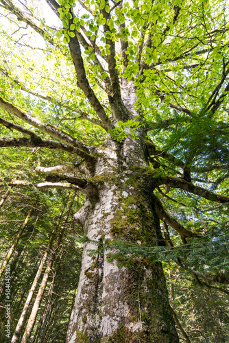 Obraz na płótnie Natural Park of Ordesa and Monte Perdido,