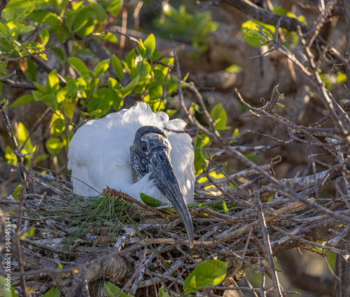 Wood stock (Mycteria americana) on nest incubating eggs at Wakodahatchee wetlands in southern Florida