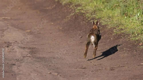 Wild rabbit mid-scratch turns tail and hops down dirt trail on sunny day