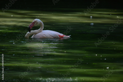 flamingo in water