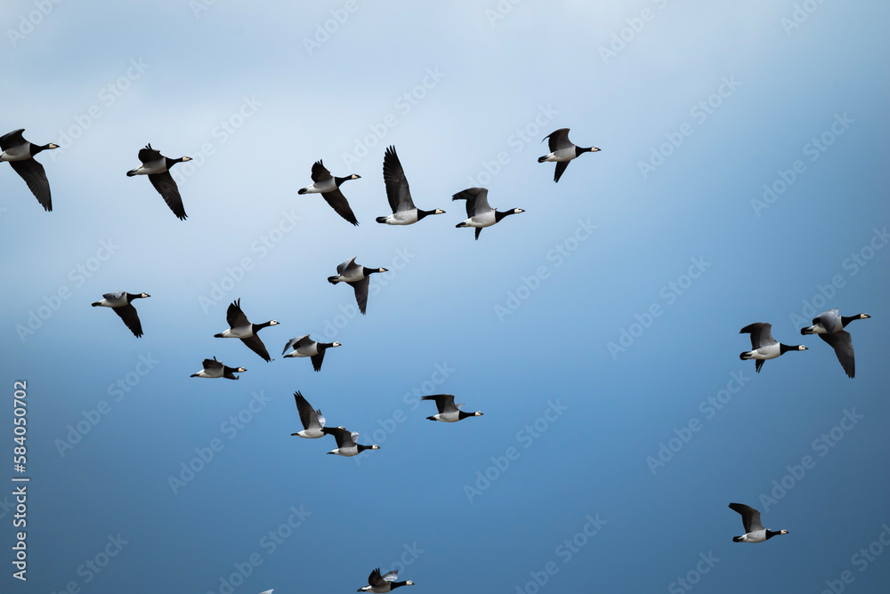 birds in flight birds in flight