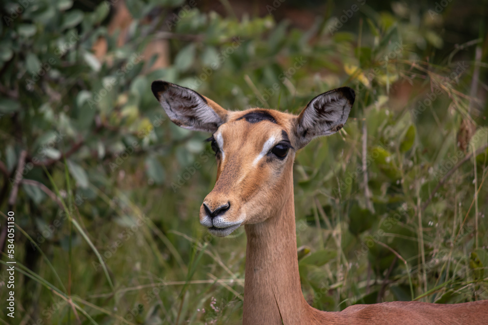 The impala or rooibok (Aepyceros melampus), medium-sized antelope resting in savannah grass, in Imire Rhino & Wildlife Conservancy National Park