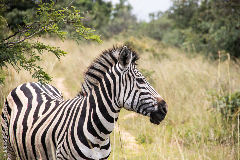 Zebra in her natural habitat in Imire Rhino & Wildlife Conservancy, Zimbabwe, Africa Zebra in her natural habitat in Imire Rhino & Wildlife Conservancy, Zimbabwe, Africa