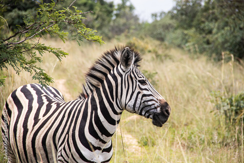Zebra in her natural habitat in Imire Rhino   Wildlife Conservancy  Zimbabwe  Africa