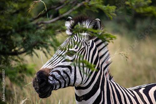 Zebra in her natural habitat in Imire Rhino & Wildlife Conservancy, Zimbabwe, Africa