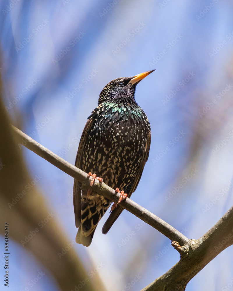 Naklejka premium bird on a branch